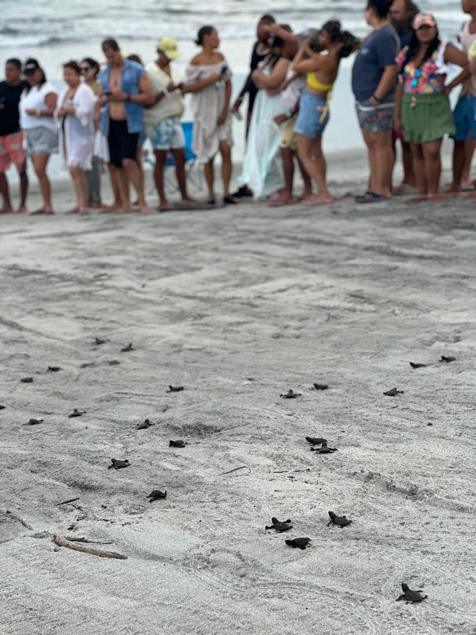 Neonatos de tortuga cruzando la arena hacia el océano